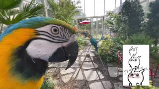 양평 카페 마카우 DAY1 #2 [자유비행][앵무새]