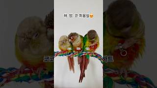 코뉴어 앵무새 삼총사#일상#코뉴어일상#코뉴어앵무새#몸단…