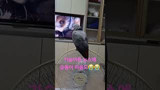 앵무새ㅡ순돌이도 마음이 아프다