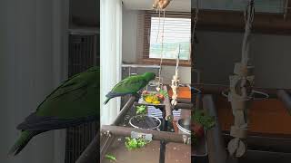 아기 뉴기니아 크롱이  아침 생식 일상 feat. 다이소 쵸퍼는 어색해 #뉴기니아앵무 #parrot #루티노퀘이커 #뉴기니아 #뉴기니아 #뉴기니아앵무새