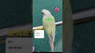 #앵무새 #코뉴어 #귀여운아기 #귀여운 #birds #…
