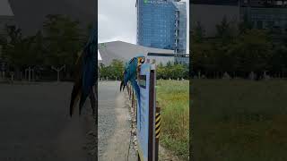 포효하는 루카 #shorts #청금강