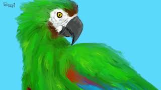 Chestnut fronted Macaw 체스넛마카우 …