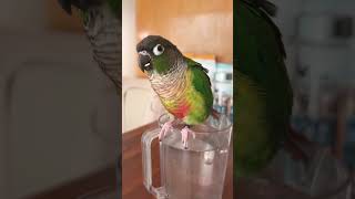 국수먹고 신난 써니와골드 #앵무새 #코뉴어앵무새 #코뉴…