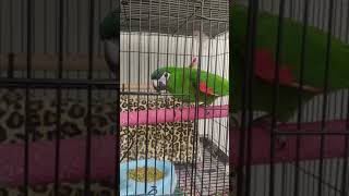 한스마카우 사랑이