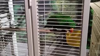 뉴기니아 앵무 애니멀파크