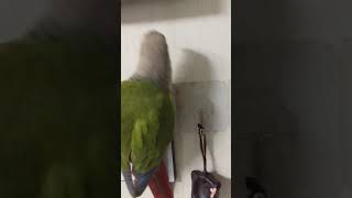 혼자 노는 소망이(코뉴어)