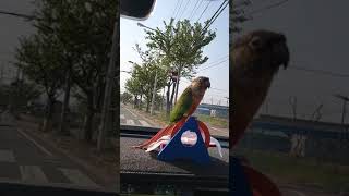 망고(그린코뉴어