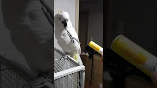 코카투 앵두의 발차기!