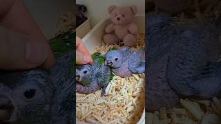 한스마카우 앵무새 이유조