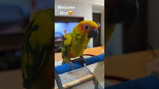#sunconure #썬코뉴어 #cutebirds #mypet #金太陽 #sunconurebird #NiNi