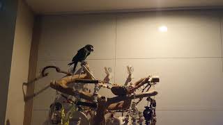 요즘 한참 옹알이중인 한스마카우 &#39;미르&#39;