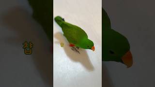 부르면 강아지마냥 걸어오는 앵무새            …