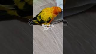 써니가 청소 하는것은 싫은가 봅니다!  #썬코뉴어 #parrot #앵무새 #청소부 #janitor #청소 #cleaning  #싫은 #no! #써니