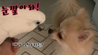 아빠를 사이에 둔 앵무새와 강아지의 신경전(친정집강아지…