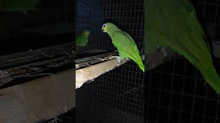 울 아마존C 새장 크기 3M 2.8M6M