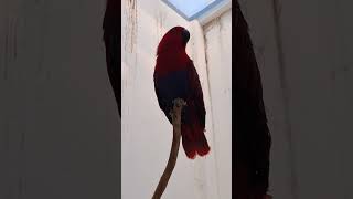 홀로남겨진 영원이!                    …