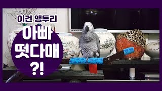 연구대상앵무새똘이 아빠떳다메~ 이거 사투리지요?