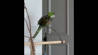 뽀뽀~~쪽!! #앵무새 #퀘이커 #parrot #귀여워