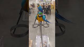 청금강앵무새 소음 청금강앵무새 울음소리