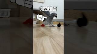 펌프 하나로 이렇게 놀 수 있는 앵무새  회색앵무 잠바