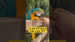 내 손에 간식이 있는 줄 아는 루카 #macaw #청금…