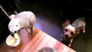 요키한테 먹이 던져주는 회색앵무