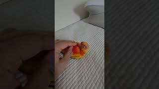 1111 #birds #parrot #cute #foryou #shorts #love #cutebirds #fyp #music #viral #코뉴어 #힐링 #song