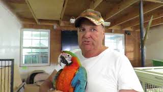 Larry Cuddles 2 Year Old Leo the Harlequin Macaw with Orange Chest! Feathered Friends Forever Rescue