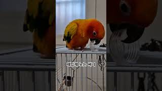 병뚜껑을 날리는 써니!~  #썬코뉴어 #parrot #앵무새 #병뚜껑 #bottle cap #날리는 #flying skill #써니