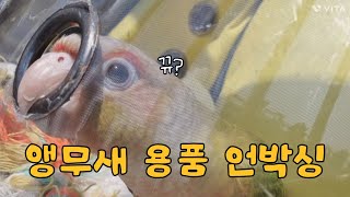 입양 3일차 앵용품 언박싱 VLOG | 코뉴어 | 앵무…