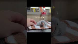 퀘이커 아가새 치로 입양1일차 #퀘이커앵무새#아기앵무새…