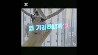 #앵무새  #엄브렐라코카투 #춤추는앵무새 #귀여운동물 …