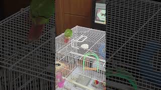 코뉴어 살구 놀이중