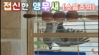 회색앵무 소음은 어느정도일까? (소음주의)  4차원앵무…