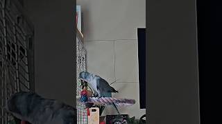 [퀘이커 앵무] 나무 vs 부리 #parrot #quakerparrot #대결 #까꿍이