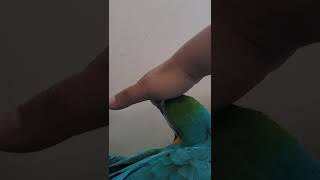 귀여운 루카 #shorts #청금강