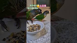 코뉴어앵무새#하랑이 #하봉이#parrot#윤샘