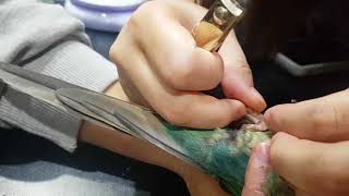 블루코뉴어 땅콩 윙컷하고 발톱다듬기 앵무새카페 우리집 새새꾸에서 했어요