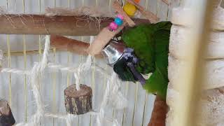 한스마카우 띵동 엉뚱해요