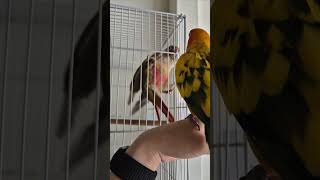 깡패 코뉴어와 쫄아버린 썬코 #썬코 #썬코뉴어 #코뉴어 #깡패 #쫄보 #덩치값못한다 #birds #parrot #sunconure