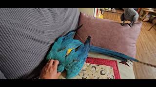 청금강 앵무새  애교부리기~동작그만!앞으로굴러~~뒤로굴러~~이제그만!ㅎ