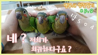 (세계최초!!?) 세인트 토마스 코뉴어 앵무새 성장과정…