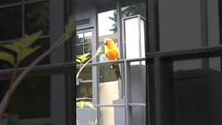 길에서 만난 앵무새