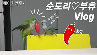 퀘이커앵무새 순도리♡부츄 (앵브이로그 가까이 하기엔 먼…