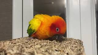 썬코뉴어 꼬꼬의 애장품