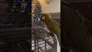 I’m enjoying the apple  #macaw…