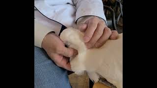 엄브렐라 코카투 달래의 어리광