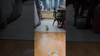 올 겨울 태어난 듀컵 코카투 여아가 입양자님과 교감중이예요