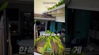 도시 속 앵무새들의 유일한 희망이 된 남자